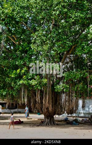 Großer banyan-Baum, der außerhalb des Selva Sannidhi Murugan Tempels (Selvachannithy Murugan Kovil) in Thondaimanaru, Jaffna, Sri Lanka wächst. Der Tempelkomplex ist Lord Murugan gewidmet und wurde nach der Geschichte von den Buddhisten angegriffen, die den Tempel und seine hölzernen Wagen zu Boden verbrannten. Um den Tempel herum wachsen große banyan-Bäume, die von Buddhisten Sri Lankas gepflanzt wurden. (Foto von Creative Touch Imaging Ltd./NurPhoto) Stockfoto