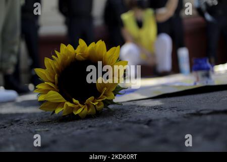 Mitglieder von Amnesty International in Mexiko-Stadt legen Sonnenblumen auf den Boden, während sie vor der russischen Botschaft gegen den russischen Präsidenten Wladimir Putin demonstrieren, nachdem er den Beginn einer Militärstrategie in mehreren ukrainischen Städten angeordnet hatte. (Foto von Gerardo Vieyra/NurPhoto) Stockfoto