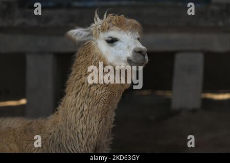 Alpaca (Vicugna pacos) auf dem Gelände von Huaca Pucllana gesehen. Am Freitag, den 25. März 2022, in Lima, Peru. (Foto von Artur Widak/NurPhoto) Stockfoto