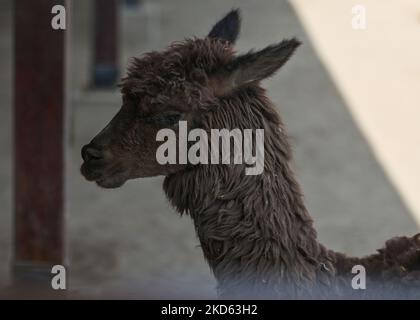 Alpaca (Vicugna pacos) auf dem Gelände von Huaca Pucllana gesehen. Am Freitag, den 25. März 2022, in Lima, Peru. (Foto von Artur Widak/NurPhoto) Stockfoto