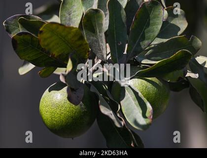 Pouteria lucuma Frucht, gesehen auf Huaca Pucllana. Am Freitag, den 25. März 2022, in Lima, Peru. (Foto von Artur Widak/NurPhoto) Stockfoto