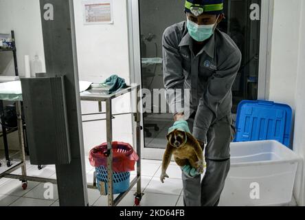 Ein Offizier trägt einen Javan-Langsamloris, bevor er am 24. März 2022 im Internationalen Rehabilitationszentrum für Tierrettung in Bogor, West-Java, Indonesien, in die Wildnis entlassen wurde. Natural Resources Conservation Center (BBKSDA) West Java und International Animal Rescue (IAR) haben 10 Javan-Langsamloris in einem Naturschutzgebiet des Mount Simpang veröffentlicht. Der Javanische Langsamloris (Nycticebus javanicus) ist eine der am stärksten gefährdeten Arten der Welt. (Foto von Adriana Adie/NurPhoto) Stockfoto