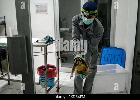 Ein Offizier trägt einen Javan-Langsamloris, bevor er am 24. März 2022 im Internationalen Rehabilitationszentrum für Tierrettung in Bogor, West-Java, Indonesien, in die Wildnis entlassen wurde. Natural Resources Conservation Center (BBKSDA) West Java und International Animal Rescue (IAR) haben 10 Javan-Langsamloris in einem Naturschutzgebiet des Mount Simpang veröffentlicht. Der Javanische Langsamloris (Nycticebus javanicus) ist eine der am stärksten gefährdeten Arten der Welt. (Foto von Adriana Adie/NurPhoto) Stockfoto