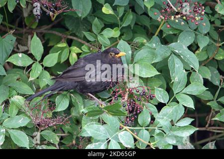 Amsel (Turdus merula) steht auf dem Ast eines Baumes, der Beeren frisst Stockfoto