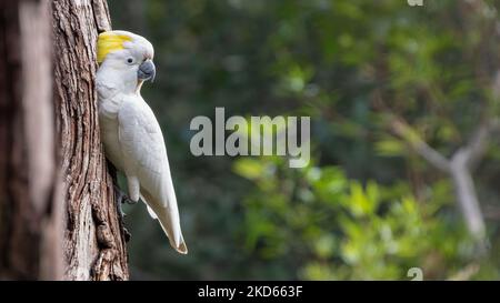 Kakadu mit Schwefelkakadu brütet in einem Baum, Sydney, Australien Stockfoto