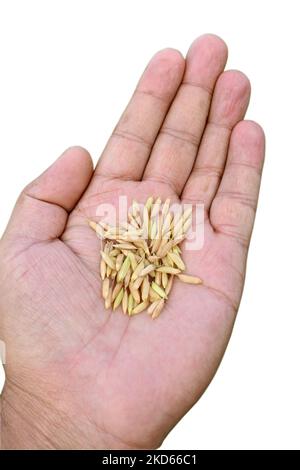 Nahaufnahme die reifen gelb-grünen Reiskörner halten die Hand auf dem weißen Hintergrund. Stockfoto