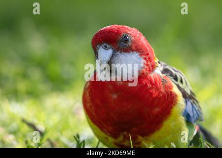 Eastern rosella in einem Melbourne Park, Australien Stockfoto