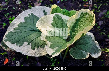 Brunnera macrophylla 'Variegata' oder Siberian Bugloss - dekorative mehrjährige Pflanze mit zweifarbigen grün-weißen Blättern. Textur der Brunnera-Blätter - orname Stockfoto