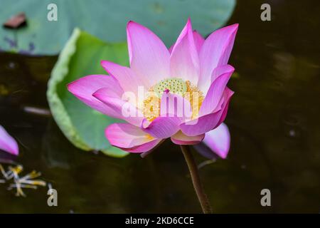 Wunderschöne blühende rosa Lotusblumen im Teich im Hong Kong Wetland Park. Stockfoto