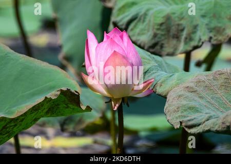 Wunderschöne blühende rosa Lotusblumen im Teich im Hong Kong Wetland Park Stockfoto