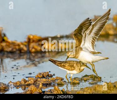 Ein paar kleine Stint in der Nähe eines nassen Landes im fliegenden Land Stockfoto