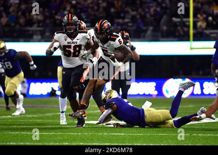 Seattle, WA, USA. 04. Nov, 2022. Während des NCAA Fußballspiels zwischen den Oregon State Beavers und Washington Huskies im Husky Stadium in Seattle, WA. Besiegte 64 - 56. Steve Faber/CSM/Alamy Live News Stockfoto