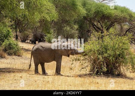 Ein Elefantenweibchen, das in der afrikanischen Savanne in Tansania einen Busch frisst. Mitglieder seiner Herde sind im Hintergrund. Stockfoto