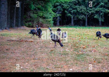 Eine Herde wilder Truthähne (Meleagris galopavo), die in einem Wisconsin-Feld fressen Stockfoto