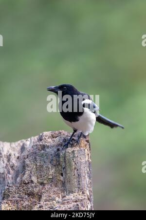 Nahaufnahme einer eurasischen Elster, die auf einem Holzpfosten vor grünem Hintergrund thront, Großbritannien. Stockfoto