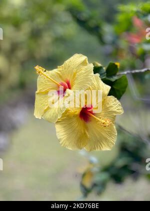 Eine vertikale Aufnahme von gelben Hibiskusblüten in einem Garten Stockfoto