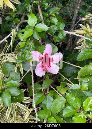 Eine vertikale Aufnahme einer rosa Hibiskusblüte, umgeben von Blättern, in einem Garten Stockfoto