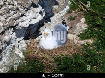 Europäische Heringsmöwe (Larus argentatus) sitzt auf einem Nest, Großbritannien. Stockfoto