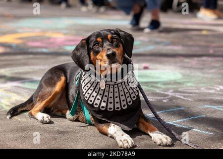 Betty, eine Hundemischung, hat während einer Blockparty, bei der die Bestätigung von Ketanji Brown Jackson vor dem Obersten Gerichtshof gefeiert wird, einen Kragen für die Justiz. Justice Jackson wird die erste schwarze Frau und öffentliche Verteidigerin sein, die vor dem Gericht sitzt. Der Senat stimmte am 7. April 2022 mit 53-47 Stimmen für ihre Bestätigung. (Foto von Allison Bailey/NurPhoto) Stockfoto