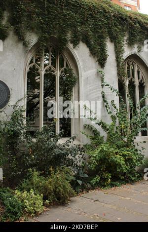 Fenster im St Dunstan im East Church Garden, mittelalterliche Steinklostfenster mit Reben um sie herum (City of London). Gut erhaltene Ruine Stockfoto