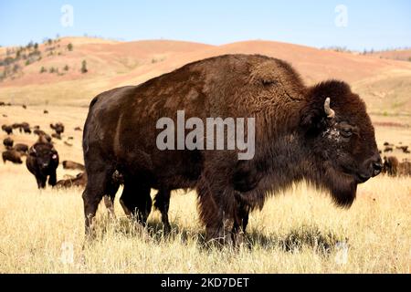 Profilansicht eines großen erwachsenen American Bison auf dem Grasland von South Dakota, USA Stockfoto