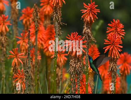 Ein funkelnder Geigenohr (Colibri Coruscans) trinkt Nektar aus einer Red Hot Poker Blume (Kniphofia) im Achoma Stadtpark. Am Samstag, 9. April 2022, in Achoma, Colca Canyon, Provinz Caylloma, Department of Arequipa, Peru. (Foto von Artur Widak/NurPhoto) Stockfoto