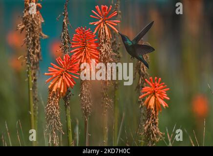 Ein funkelnder Geigenohr (Colibri Coruscans) trinkt Nektar aus einer Red Hot Poker Blume (Kniphofia) im Achoma Stadtpark. Am Samstag, 9. April 2022, in Achoma, Colca Canyon, Provinz Caylloma, Department of Arequipa, Peru. (Foto von Artur Widak/NurPhoto) Stockfoto