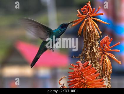 Ein funkelnder Geigenohr (Colibri Coruscans) trinkt Nektar aus einer Red Hot Poker Blume (Kniphofia) im Achoma Stadtpark. Am Samstag, 9. April 2022, in Achoma, Colca Canyon, Provinz Caylloma, Department of Arequipa, Peru. (Foto von Artur Widak/NurPhoto) Stockfoto