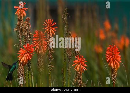 Ein funkelnder Geigenohr (Colibri Coruscans) trinkt Nektar aus einer Red Hot Poker Blume (Kniphofia) im Achoma Stadtpark. Am Samstag, 9. April 2022, in Achoma, Colca Canyon, Provinz Caylloma, Department of Arequipa, Peru. (Foto von Artur Widak/NurPhoto) Stockfoto