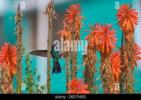 Ein funkelnder Geigenohr (Colibri Coruscans) trinkt Nektar aus einer Red Hot Poker Blume (Kniphofia) im Achoma Stadtpark. Am Samstag, 9. April 2022, in Achoma, Colca Canyon, Provinz Caylloma, Department of Arequipa, Peru. (Foto von Artur Widak/NurPhoto) Stockfoto