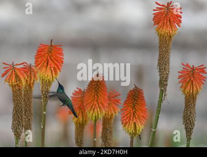 Ein funkelnder Geigenohr (Colibri Coruscans) trinkt Nektar aus einer Red Hot Poker Blume (Kniphofia) im Achoma Stadtpark. Am Samstag, 9. April 2022, in Achoma, Colca Canyon, Provinz Caylloma, Department of Arequipa, Peru. (Foto von Artur Widak/NurPhoto) Stockfoto