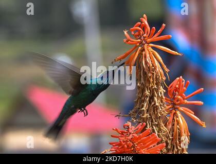 Ein funkelnder Geigenohr (Colibri Coruscans) trinkt Nektar aus einer Red Hot Poker Blume (Kniphofia) im Achoma Stadtpark. Am Samstag, 9. April 2022, in Achoma, Colca Canyon, Provinz Caylloma, Department of Arequipa, Peru. (Foto von Artur Widak/NurPhoto) Stockfoto