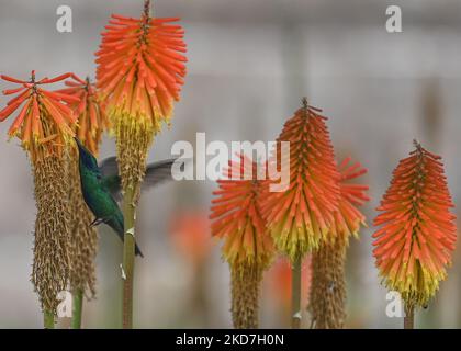 Ein funkelnder Geigenohr (Colibri Coruscans) trinkt Nektar aus einer Red Hot Poker Blume (Kniphofia) im Achoma Stadtpark. Am Samstag, 9. April 2022, in Achoma, Colca Canyon, Provinz Caylloma, Department of Arequipa, Peru. (Foto von Artur Widak/NurPhoto) Stockfoto