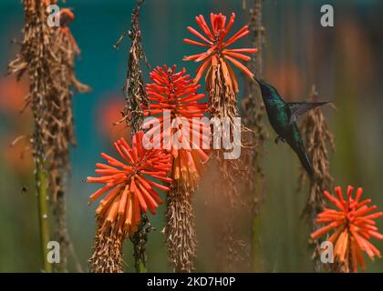 Ein funkelnder Geigenohr (Colibri Coruscans) trinkt Nektar aus einer Red Hot Poker Blume (Kniphofia) im Achoma Stadtpark. Am Samstag, 9. April 2022, in Achoma, Colca Canyon, Provinz Caylloma, Department of Arequipa, Peru. (Foto von Artur Widak/NurPhoto) Stockfoto