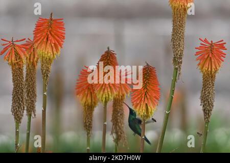 Ein funkelnder Geigenohr (Colibri Coruscans) trinkt Nektar aus einer Red Hot Poker Blume (Kniphofia) im Achoma Stadtpark. Am Samstag, 9. April 2022, in Achoma, Colca Canyon, Provinz Caylloma, Department of Arequipa, Peru. (Foto von Artur Widak/NurPhoto) Stockfoto