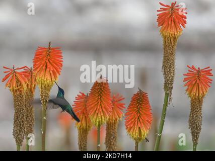 Ein funkelnder Geigenohr (Colibri Coruscans) trinkt Nektar aus einer Red Hot Poker Blume (Kniphofia) im Achoma Stadtpark. Am Samstag, 9. April 2022, in Achoma, Colca Canyon, Provinz Caylloma, Department of Arequipa, Peru. (Foto von Artur Widak/NurPhoto) Stockfoto