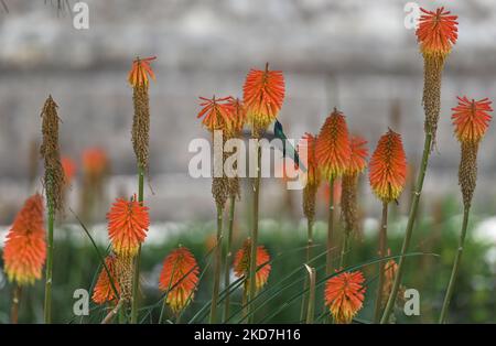 Ein funkelnder Geigenohr (Colibri Coruscans) trinkt Nektar aus einer Red Hot Poker Blume (Kniphofia) im Achoma Stadtpark. Am Samstag, 9. April 2022, in Achoma, Colca Canyon, Provinz Caylloma, Department of Arequipa, Peru. (Foto von Artur Widak/NurPhoto) Stockfoto