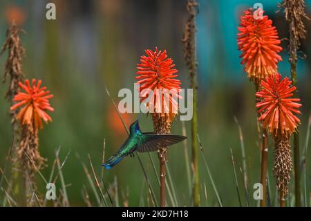 Ein funkelnder Geigenohr (Colibri Coruscans) trinkt Nektar aus einer Red Hot Poker Blume (Kniphofia) im Achoma Stadtpark. Am Samstag, 9. April 2022, in Achoma, Colca Canyon, Provinz Caylloma, Department of Arequipa, Peru. (Foto von Artur Widak/NurPhoto) Stockfoto