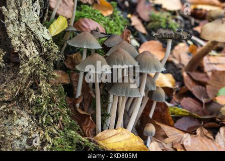 Klumpen glitzernder Inkcap (Coprinellus micaceus) Stockfoto