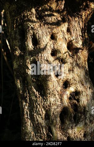 Nahaufnahme der Rinde eines alten Olivenbaums mit Grübchen im Stiel und Schatten, die von der Sonne geworfen werden Stockfoto