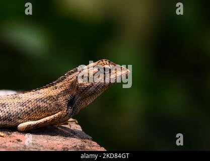 Eine Garteneidechse (Calotes versicolor), die am Mittag sonnenbaden und sich in Tehatta, Westbengalen, Indien, am 21/04/2022, wie Ziegelsteine färbte. (Foto von Soumyabrata Roy/NurPhoto) Stockfoto