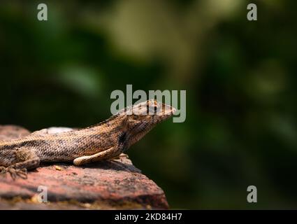 Eine Garteneidechse (Calotes versicolor), die am Mittag sonnenbaden und sich in Tehatta, Westbengalen, Indien, am 21/04/2022, wie Ziegelsteine färbte. (Foto von Soumyabrata Roy/NurPhoto) Stockfoto