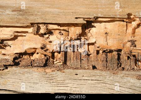 Trockenholz-Termitenbefall, mit Schäden an Holzbalken.Spanien. Stockfoto