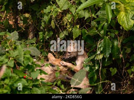 Am Tag des 52.. Welt-Erde-Tages werden zwei Welpen einer goldenen Schakalfamilie (Canis aureus) am Morgen mit ihrer Mutter in einem Wald in Tehatta, Westbengalen, Indien, am 22/04/2022 gebumst. Die Welt feiert den Erdtag, um das Klima anzuerkennen und die Schönheit des Planeten Erde zu fördern und wie Menschen Tiere anderes Leben und Menschen schützen können. (Foto von Soumyabrata Roy/NurPhoto) Stockfoto