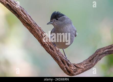 Eurasische Schwarzmücke, (Sylvia atricapilla) Männchen im Garten, Spanien. Stockfoto