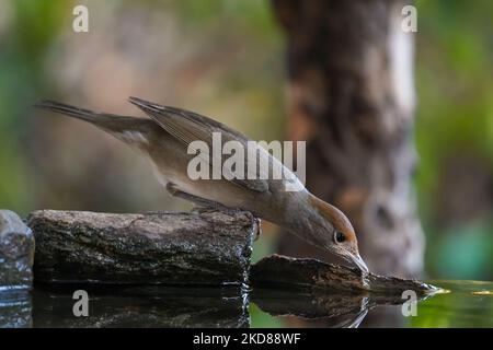 Eurasische Amsel, (Sylvia atricapilla) Weibchen trinkt bei einem Vogelbad Herbst, Spanien. Stockfoto