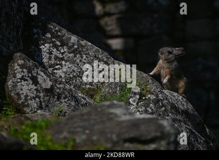 Eine Chinchilla in der antiken Inka-Stadt Machu Picchu, die in den Anden auf einer Höhe von 2.430 Metern (7.970 Fuß) liegt. Die berühmteste Ikone der Inka-Zivilisation wurde 1981 zum peruanischen historischen Heiligtum erklärt, 1983 zum UNESCO-Weltkulturerbe erklärt und 2007 zu einem der sieben Neuen Weltwunder erklärt. Am Mittwoch, den 20. April 2022, im historischen Heiligtum von Machu Picchu, Provinz Urubamba, Peru. (Foto von Artur Widak/NurPhoto) Stockfoto