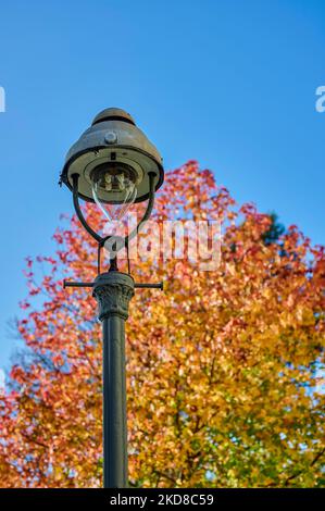 Historische Gaslaterne in Berlin vor einem sonnenbeschienenen Baum mit Herbstblättern. Stockfoto