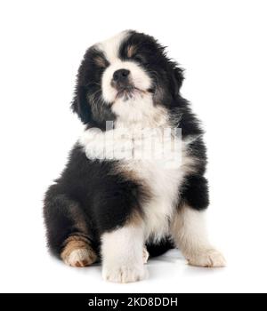 Miniatur American Shepherd vor weißem Hintergrund Stockfoto