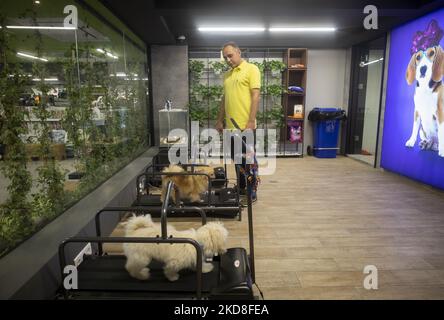 Der iranische Tiertrainer Ali Mehrnami schaut auf zwei Welpen, die auf Laufbändern im Petshop Pallapet im Einkaufszentrum Palladium im Norden Teherans laufen, 21. April 2019. Die Iraner lieben Tiere und glauben, dass Hunde die besten Freunde der Menschen in der alten persischen Geschichte waren. (Foto von Morteza Nikoubazl/NurPhoto) Stockfoto